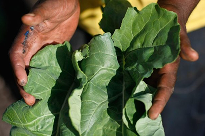 Closeup of a Black farmer's hands displaying a harvest of fresh greens.