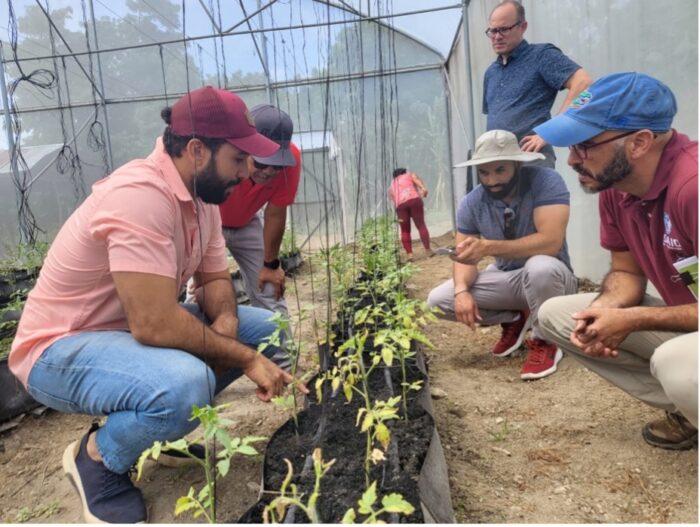 On July 19th, the RAA and USAID, represented from USAID by Chadwick Mills and Percy Peralta and, from U.S. Co-ops John Siodlarz and Rafael Marte visited Las Chinas and witnessed the effect of TSWB, with wilting, yellowing, and stunted growth of the plants.
