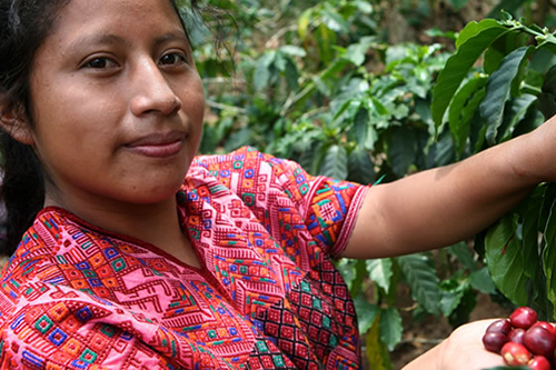In El Salvador, U.S. Co-ops has partnered with a local NGO to teach agricultural best practices, helping coffee farmers save $3,800 on production costs for every 1.7 acres. [photo: Fairtrade America] 